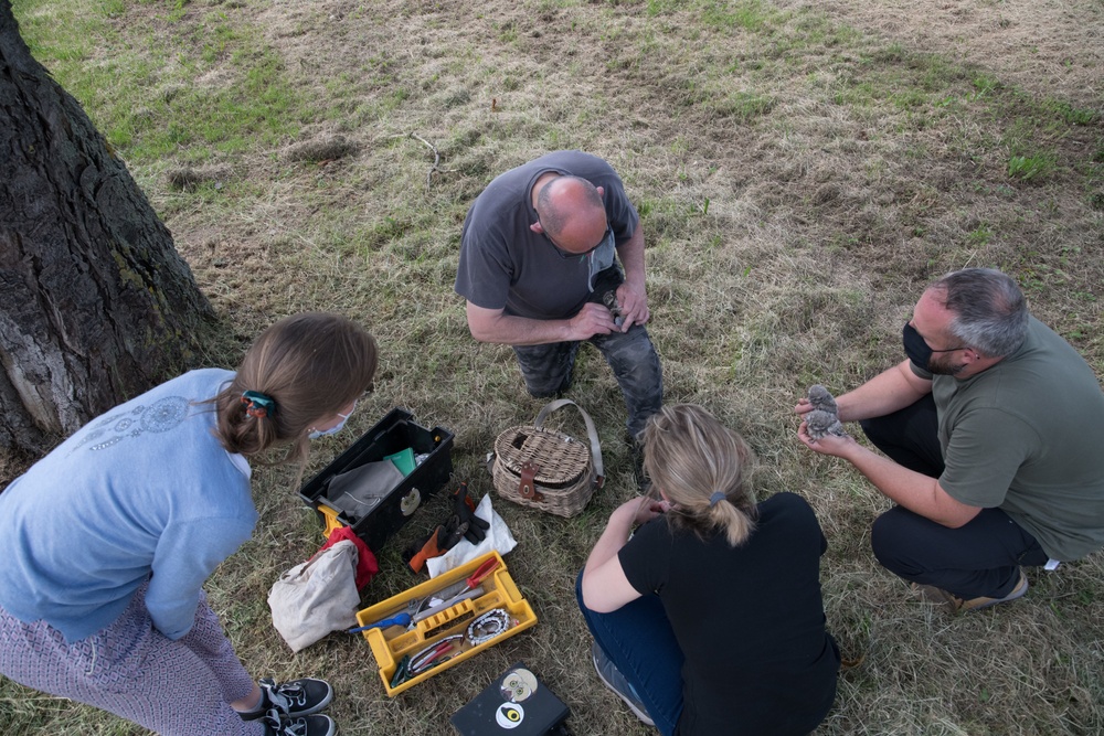 Protected Birds Banding 2021