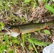 Fort McCoy fish species