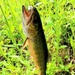 Fort McCoy fish species