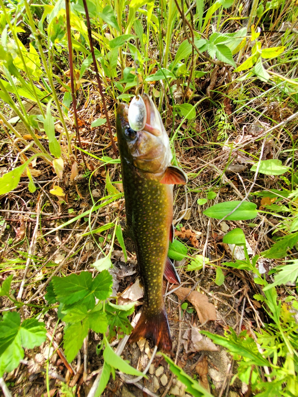 Fort McCoy fish species