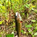 Fort McCoy fish species