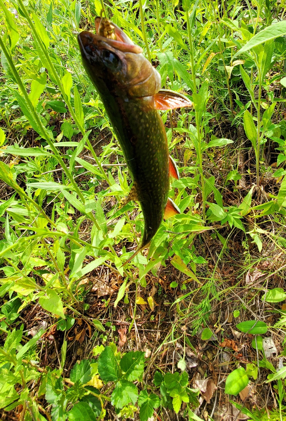 Fort McCoy fish species