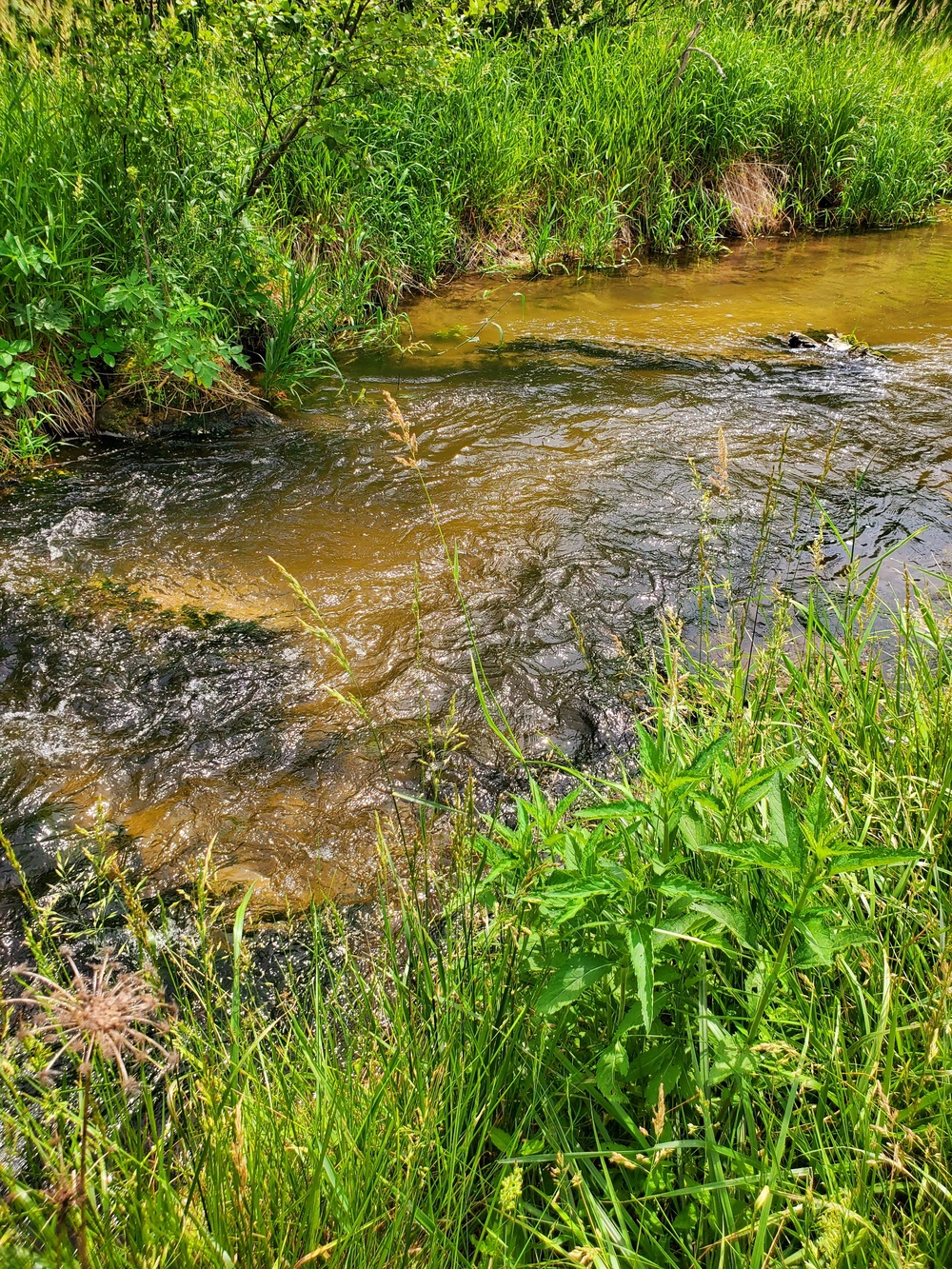 Fort McCoy's Tarr Creek
