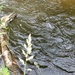 Fort McCoy's Tarr Creek