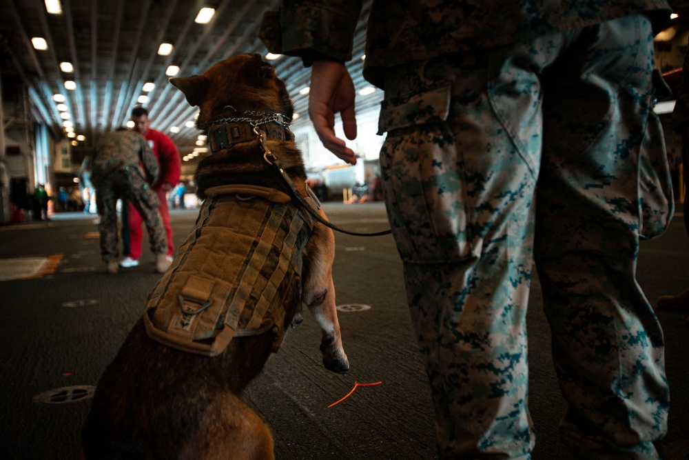 US Marines conduct endurance bite suit training