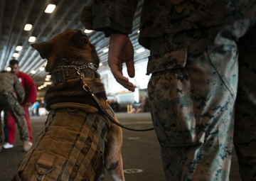 US Marines conduct endurance bite suit training