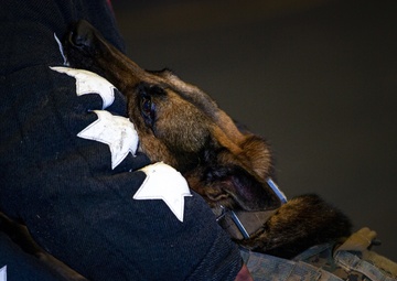 US Marines conduct endurance bite suit training