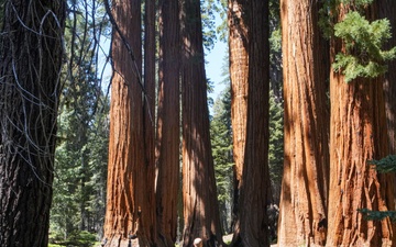 Roots: The Sequoia Corps - I MEF Information Group Connects in the Sequoia National Forest