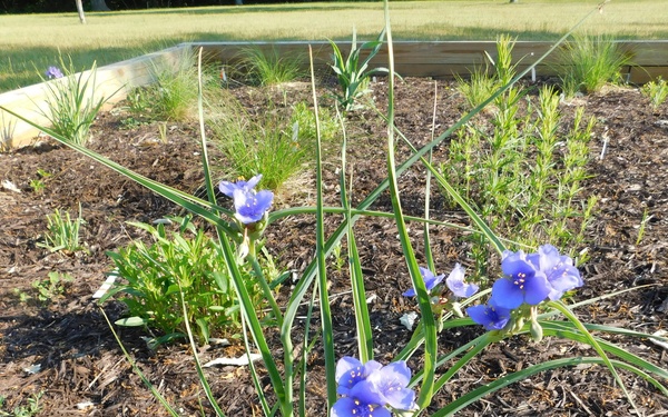 Pollinator Garden