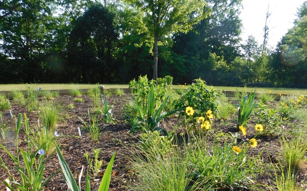 Pollinator Garden