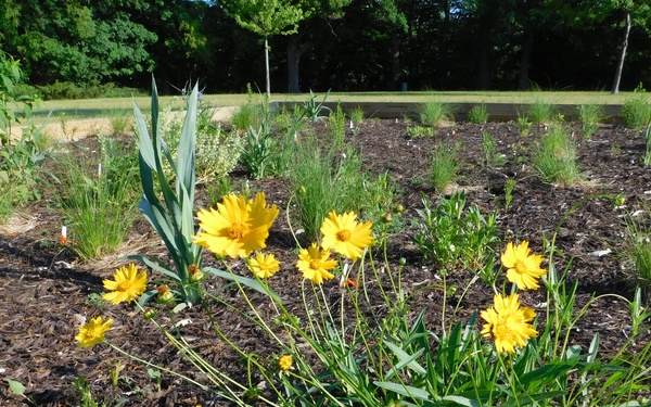 Pollinator Garden