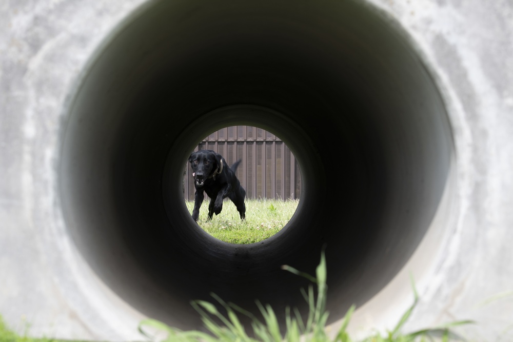 Black labs bring enhanced capabilities to the kennel