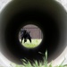 Black labs bring enhanced capabilities to the kennel