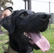 Black labs bring enhanced capabilities to the kennel