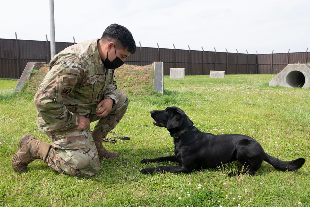 Black labs bring enhanced capabilities to the kennel