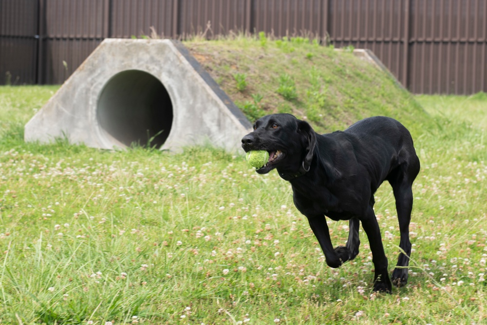Black labs bring enhanced capabilities to the kennel
