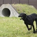 Black labs bring enhanced capabilities to the kennel