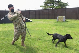 Black labs bring enhanced capabilities to the kennel