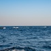 BLT 1/4 Marines conduct small boat raid training