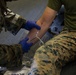 US Marines and Sailors conduct a live fresh old blood transfusion demonstration