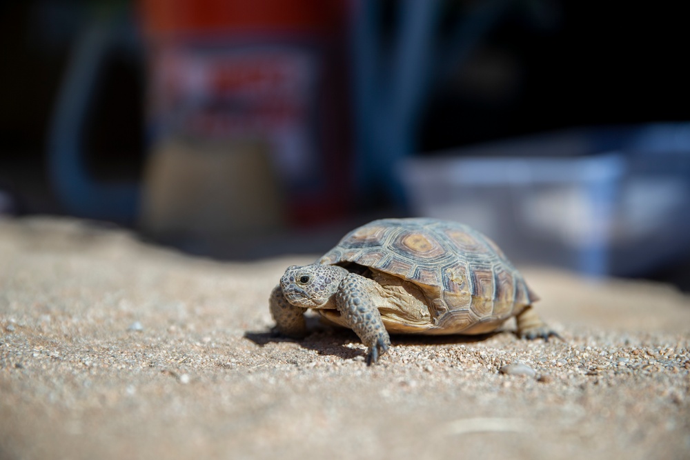 Combat Center Environmental Affairs rehabilitates injured desert tortoise