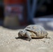 Combat Center Environmental Affairs rehabilitates injured desert tortoise