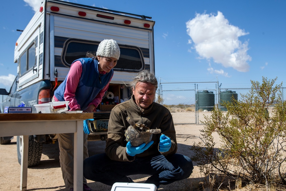 Combat Center Environmental Affairs rehabilitates injured desert tortoise
