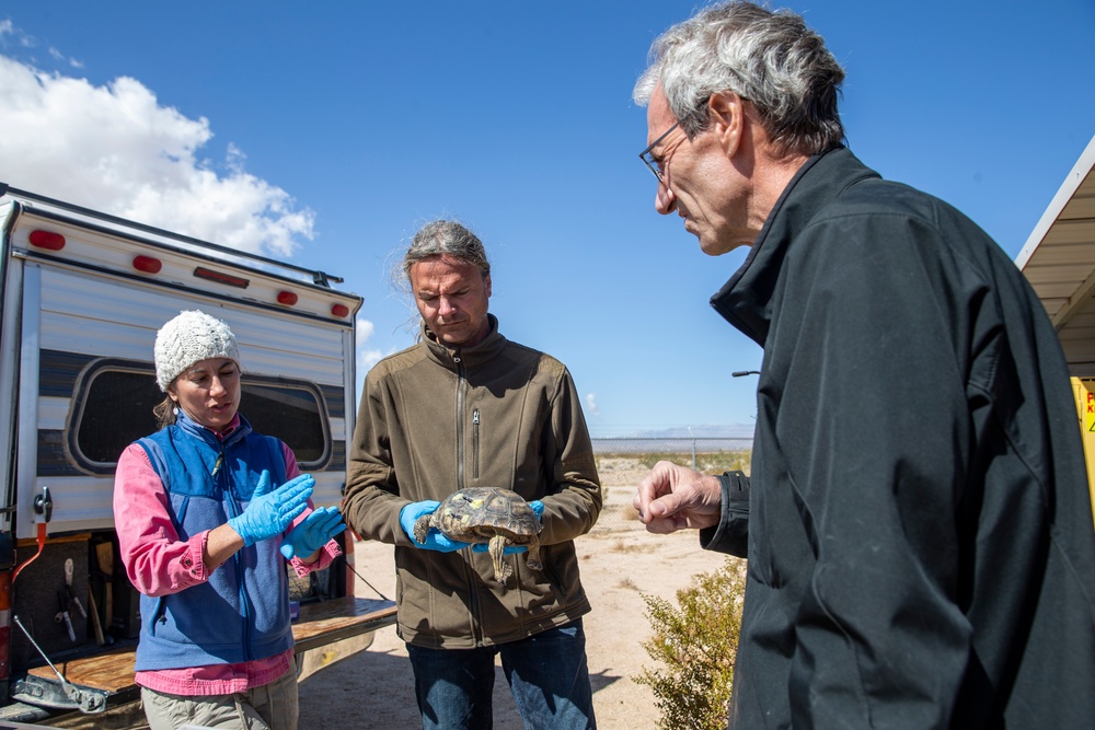 Combat Center Environmental Affairs rehabilitates injured desert tortoise