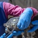 Combat Center Environmental Affairs rehabilitates injured desert tortoise