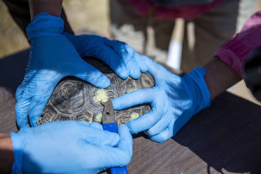 Combat Center Environmental Affairs rehabilitates injured desert tortoise