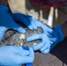 Combat Center Environmental Affairs rehabilitates injured desert tortoise