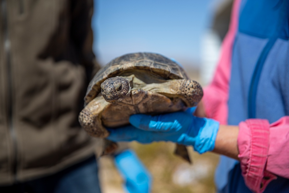 Combat Center Environmental Affairs rehabilitates injured desert tortoise
