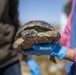 Combat Center Environmental Affairs rehabilitates injured desert tortoise