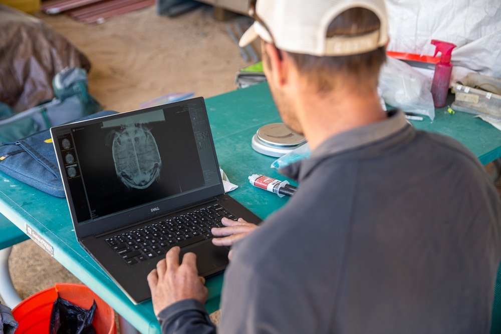Combat Center Environmental Affairs rehabilitates injured desert tortoise