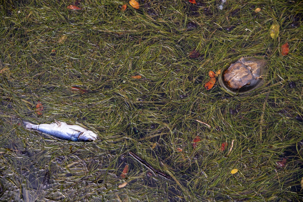 MacDill monitors red tide