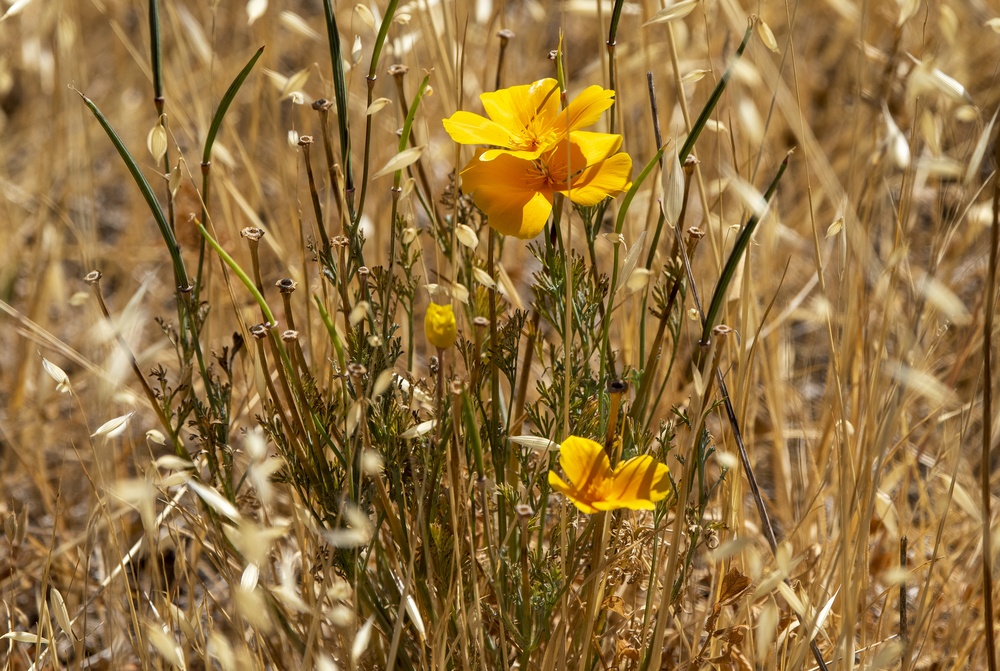 Natural Resources Program