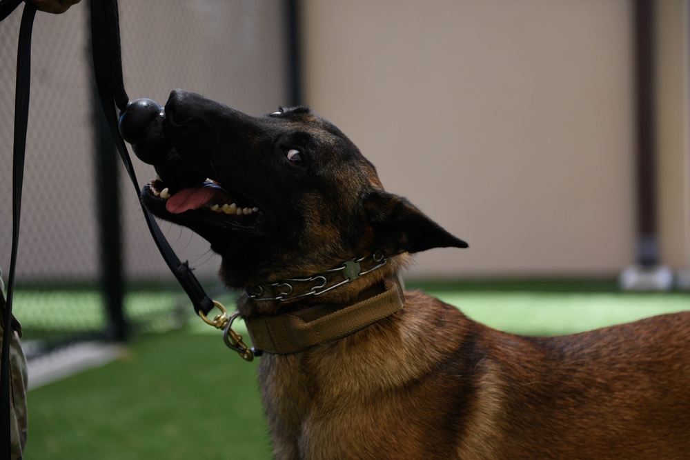 dvids-images-patrick-sfb-welcomes-newest-k9-image-9-of-13