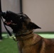 Patrick SFB welcomes newest K9