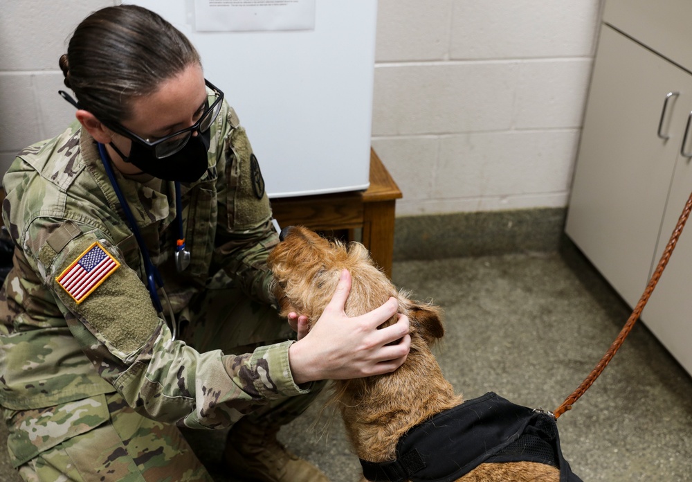 Fur Friends and Food: Quantico Veterinarian keeps pets healthy and food supply operational