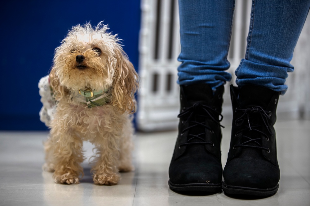 SMP Bring your dog to work day