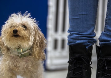 SMP Bring your dog to work day