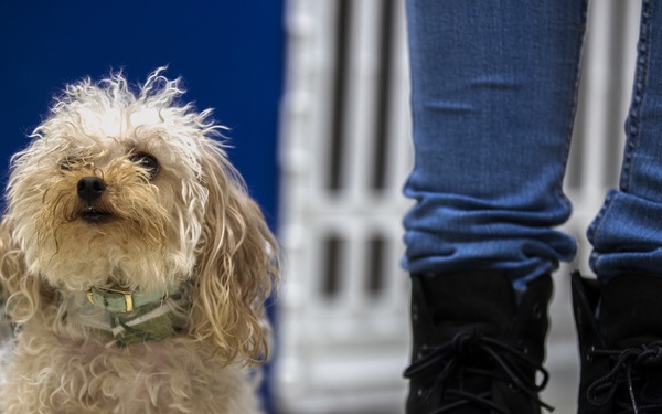 SMP Bring your dog to work day