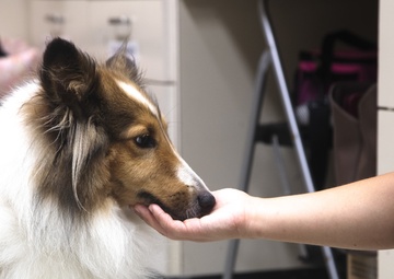 SMP Bring your dog to work day