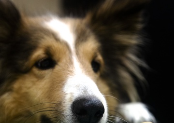 SMP Bring your dog to work day