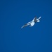VMFA 232 lands on Andersen