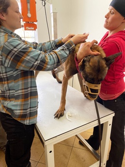Working dog team travels overseas to purchase four-legged trainees