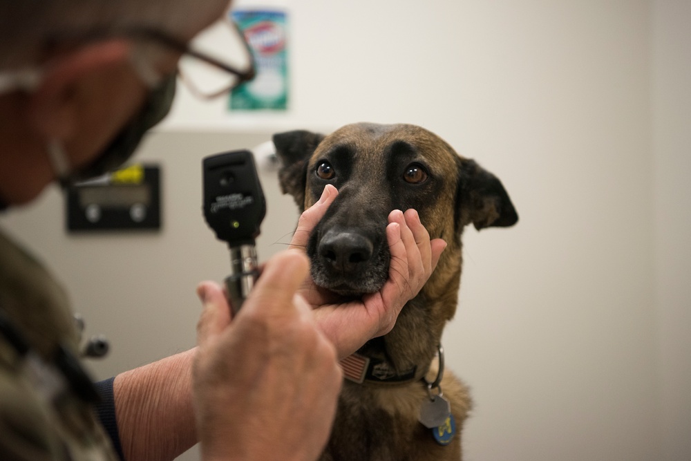 VAFB Welcomes new veterinarian