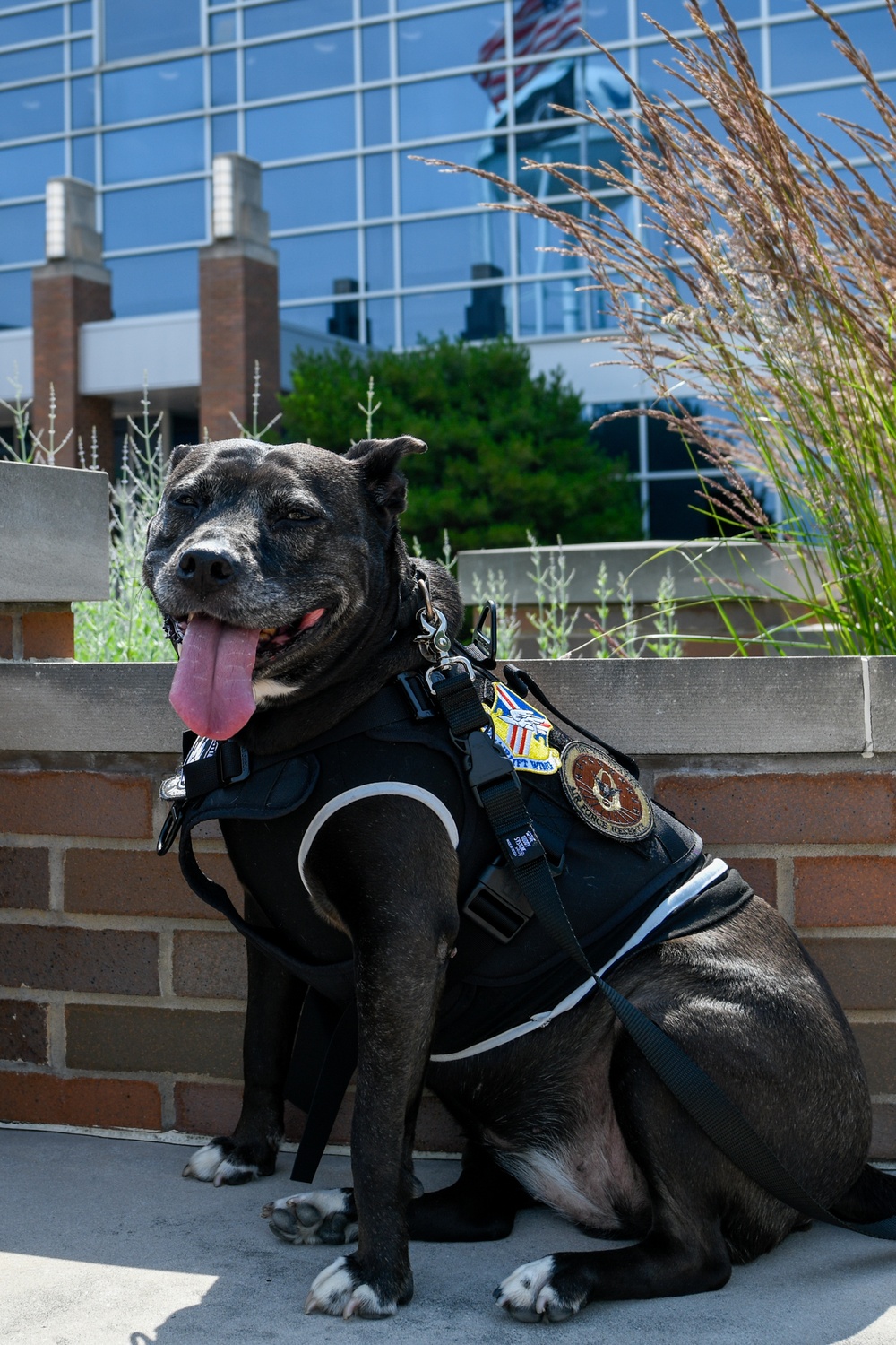 Take Your Dog to Work Day is every day for Bailey