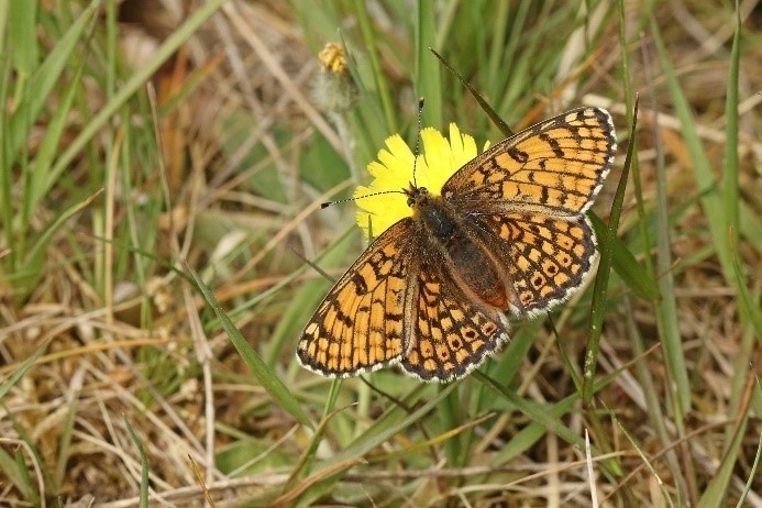 Glanville fritillary