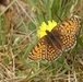 Glanville fritillary